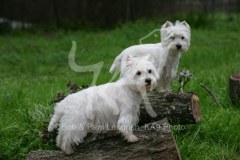 Terrier - West Highland White