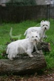 Terrier - West Highland White