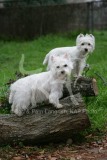 Terrier - West Highland White