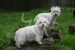 Terrier - West Highland White