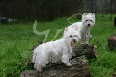 Terrier - West Highland White