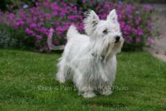 Terrier - West Highland White