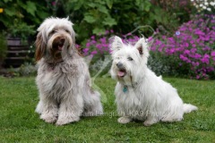 Terrier - West Highland White