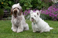 Terrier - West Highland White