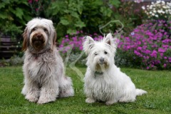 Terrier - West Highland White