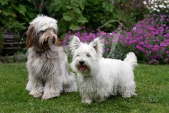 Terrier - West Highland White