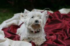 Terrier - West Highland White