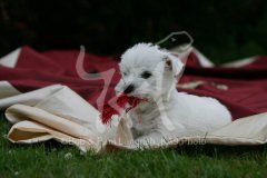 Terrier - West Highland White