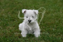 Terrier - West Highland White