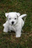 Terrier - West Highland White