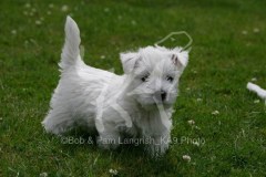 Terrier - West Highland White