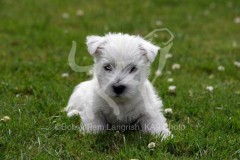 Terrier - West Highland White