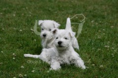 Terrier - West Highland White