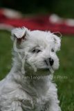 Terrier - West Highland White