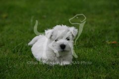 Terrier - West Highland White