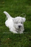 Terrier - West Highland White