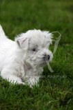 Terrier - West Highland White