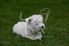 Terrier - West Highland White