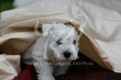 Terrier - West Highland White