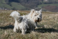 Terrier - West Highland White