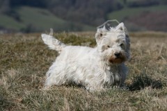 Terrier - West Highland White