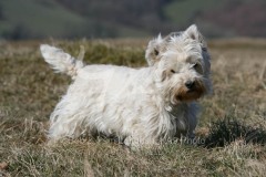 Terrier - West Highland White