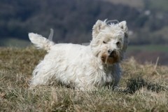 Terrier - West Highland White