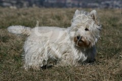 Terrier - West Highland White