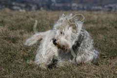 Terrier - West Highland White