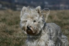 Terrier - West Highland White