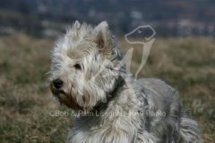 Terrier - West Highland White