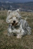 Terrier - West Highland White