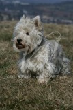 Terrier - West Highland White