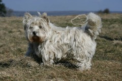 Terrier - West Highland White