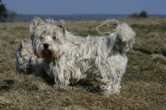 Terrier - West Highland White