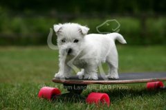 Terrier - West Highland White