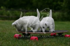 Terrier - West Highland White