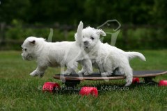 Terrier - West Highland White