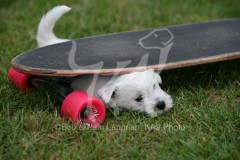 Terrier - West Highland White