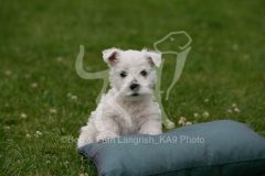 Terrier - West Highland White