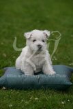 Terrier - West Highland White