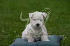 Terrier - West Highland White