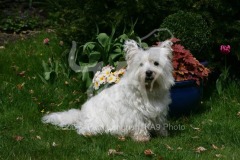 Terrier - West Highland White