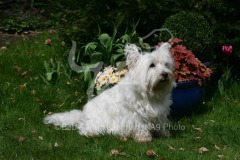 Terrier - West Highland White