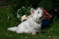 Terrier - West Highland White