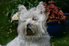 Terrier - West Highland White