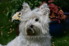 Terrier - West Highland White