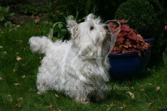 Terrier - West Highland White