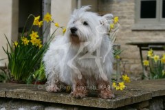 Terrier - West Highland White