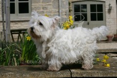 Terrier - West Highland White